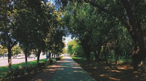 Walkway in the shade among the avenue of trees Stock Photos