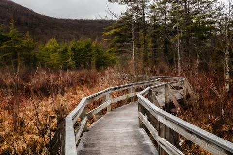 Walkway through forest Stock Photos