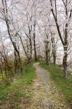 Walkway Through Green Fields Stock Photos