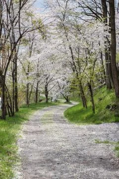 Walkway Through Green Fields Stock Photos