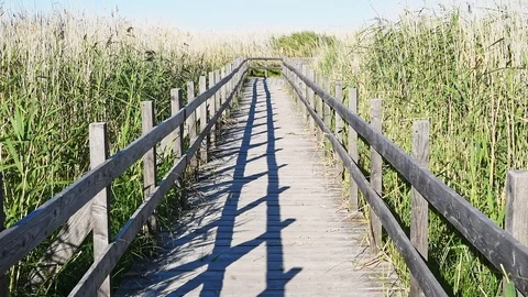 Walkway through reedbed Stock Footage 95276442