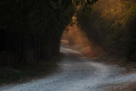Walkway through tree tunnel at sunset. Colorful landscape with path, trees Stock Photos