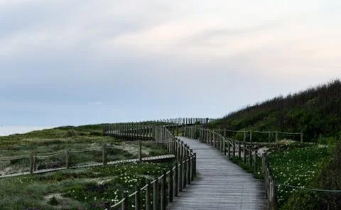 Walkway Through Vegetation Stock Photos