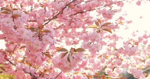 Walkway under the sakura tree which is the romantic atmosphere scene in Japan. Stock Footage 129115568