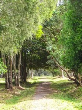 Walkway under the tree in the forest Foto stock