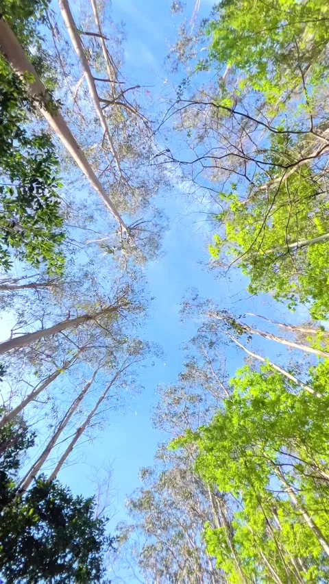 Walkway view of trees from below Stock Footage 272402094