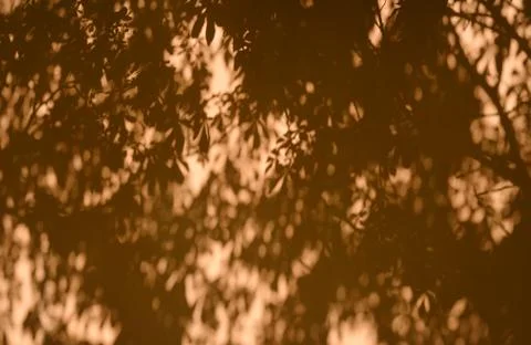 Wall with abstract texture of shadows of a tree Stock Photos
