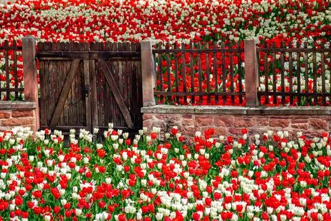 Wall and gate between white and red tulips Foto stock