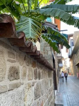 Wall and leaf Stock Photos