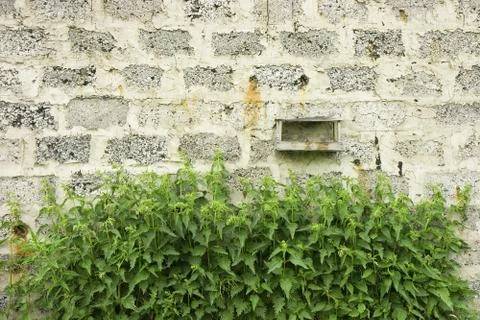 Wall and nettle Stock Photos