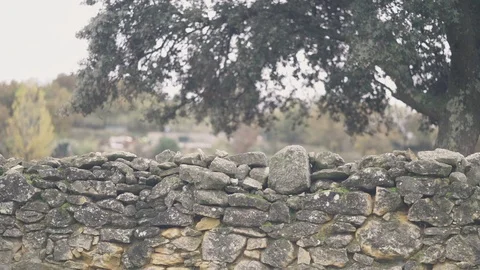 Wall and oak tree full of oaks in the countryside Video stock 126424350