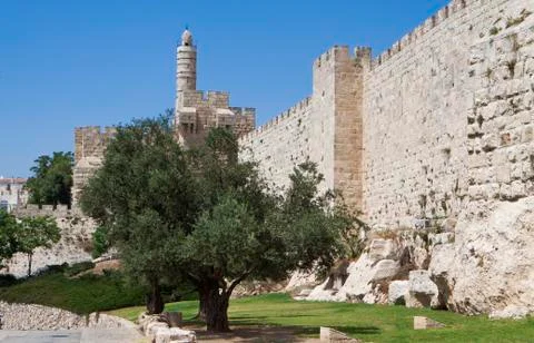Wall and olive tree Stock Photos