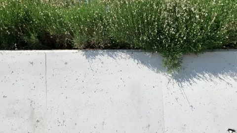 Wall and plants. White Gaura Flowers Against a Wall – Delicate Perennial Plant i Stock Footage 312165958