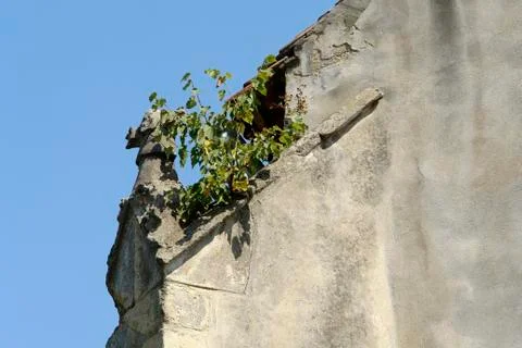 Wall and shrub Stock Photos
