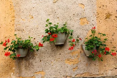 Wall and three pots of geranium plants Stock Photos