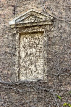Wall and window frame covered with green and Brown vines Stock Photos
