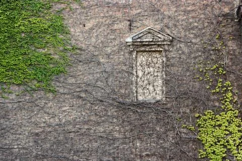 Wall and window frame covered with green and Brown vines Stock Photos