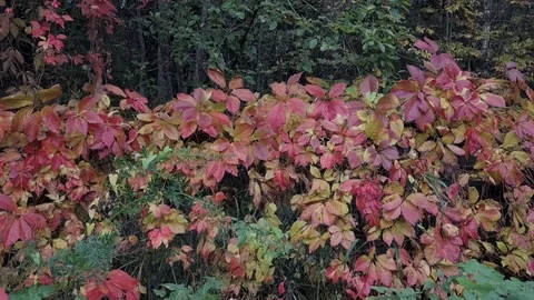 Wall Of Autumn Foliage Video stock 95740695
