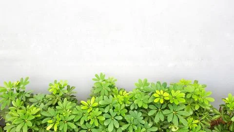 Wall backdrop for decorate in wedding background photo Stock Photos