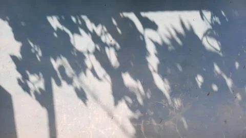 Wall background with decorative leaf shadows 03 Stock Photos