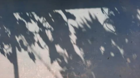 Wall background with decorative leaf shadows 02 Stock Photos