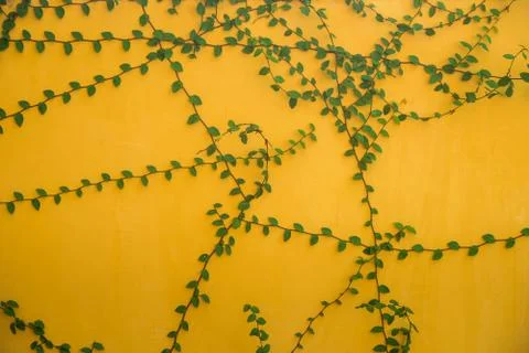 Wall background with foliage Stock Photos