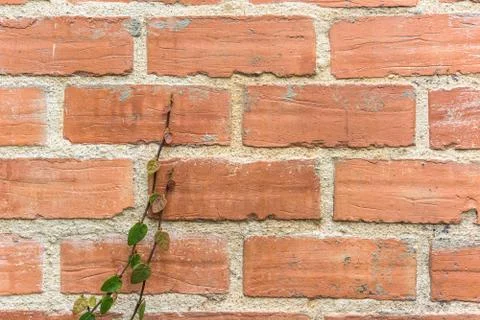 Wall background with foliage Stock-Fotos