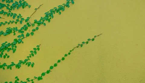 Wall background with ivy covered. 库存照片