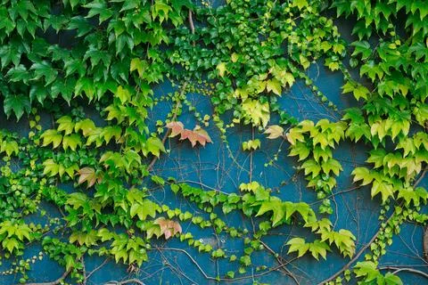Wall background pattern with curly plant long branches and green foliage simp 스톡 사진