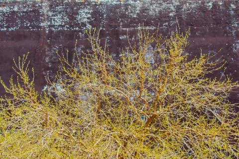 Wall  background with a tree part Stock Photos