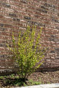 Wall  background with a tree part Stock Photos