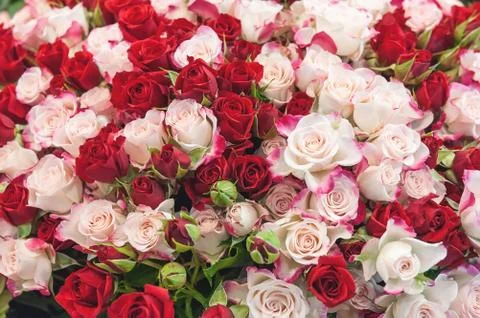 Wall background of white red and pink rose flowers. Selective focus. Stock Photos