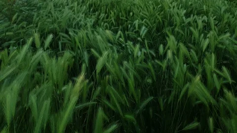 Wall barley field 動画素材 195109334