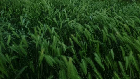 Wall barley field 動画素材 195109800