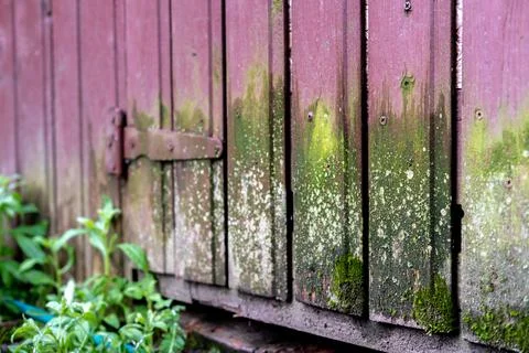 The wall of the barn is overgrown with moss. Stock Photos