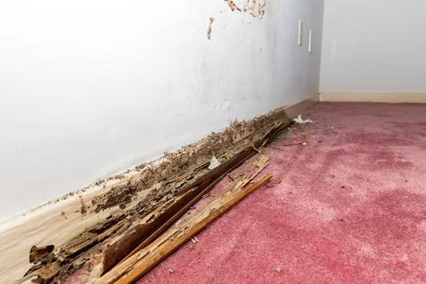 Wall baseboard damaged by termites and water Foto stock