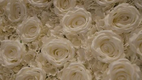 Wall of beautiful white roses Stock Footage 101129566