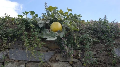 A wall with a big yellow pumpkin. Video stock 80248598