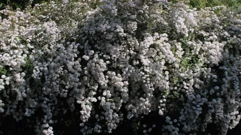 Wall of branches full of white flowers Stock Footage 155203134