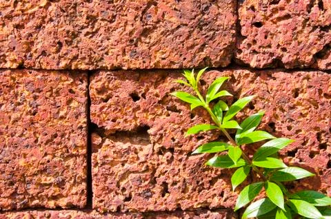 Wall, brick, background, tree, red, green, old, leaf, pattern, texture, backd Stock Photos