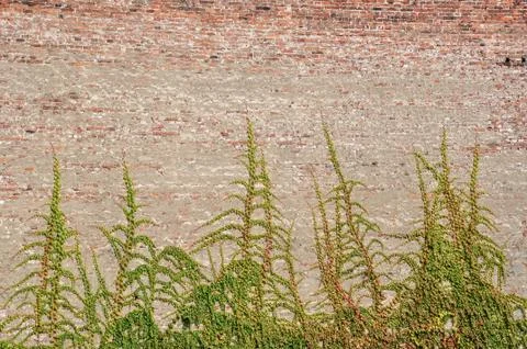 Wall of bricks with a nice plant Stock Photos