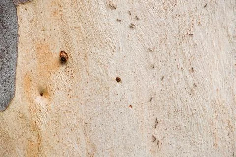 A wall with a brown surface and a few holes Stock Photos