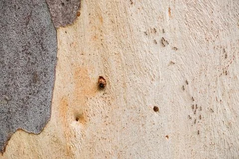 A wall with a brown surface and a few holes Foto stock