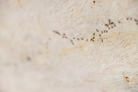 A wall with a brown surface and a few holes Foto stock
