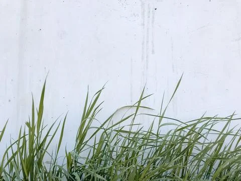 A wall with a bunch of grass growing out of it Stock Photos