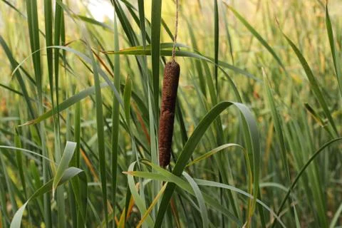 Wall from a cane Stock Photos