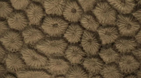 Wall of cells 스톡 동영상 650877