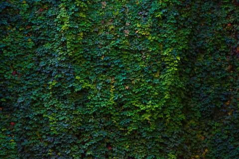 Wall of climbing plants Stock Photos