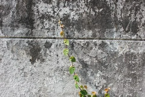 Wall climbing plants Stock Photos