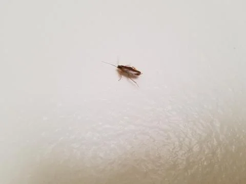 Wall Cockroach Stock Photos